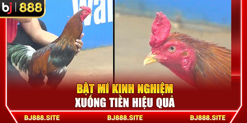Bật mí kinh nghiệm xuống tiền hiệu quả