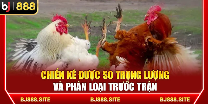 Chiến kê được so trọng lượng và phân loại trước trận