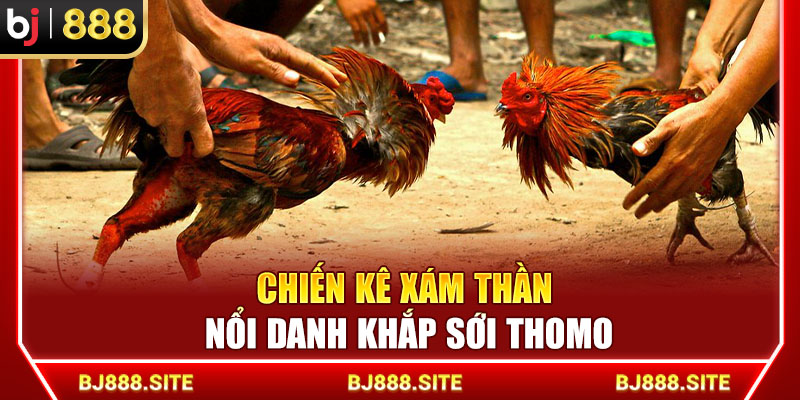 Chiến kê Xám Thần nổi danh khắp sới Thomo