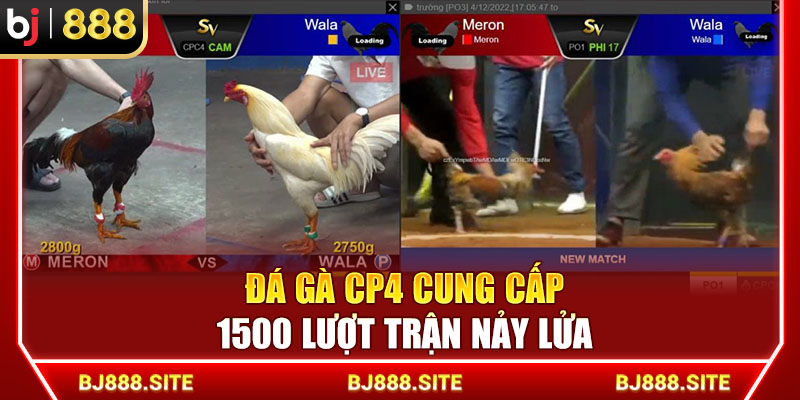 Đá gà CPC4 cung cấp 1500 lượt trận nảy lửa