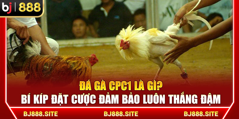 Đá Gà CPC1 Là Gì? Bí Kíp Đặt Cược Tại BJ888 Đảm Bảo Luôn Thắng Đậm