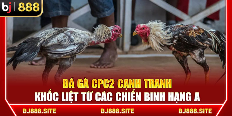 Đá Gà CPC2 Cạnh Tranh Khốc Liệt Từ Các Chiến Binh Hạng A Tại BJ888