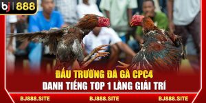 Khám Phá Đấu Trường Đá Gà CPC4 Danh Tiếng Top 1 Làng Giải Trí Cùng BJ888