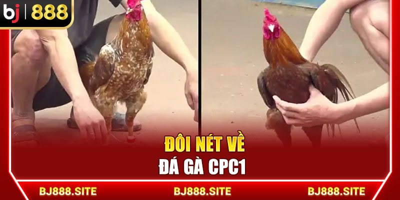 Đôi nét về đá gà CPC1