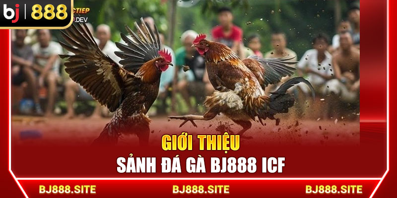 Giới thiệu sảnh đá gà BJ888 ICF