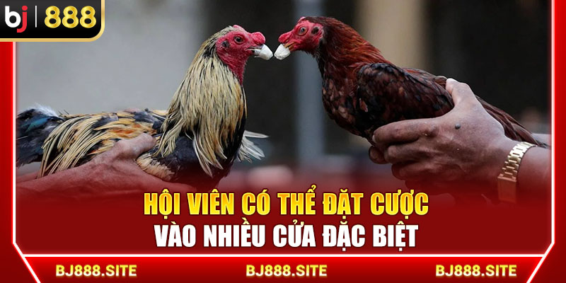 Hội viên có thể đặt cược vào nhiều cửa đặc biệt