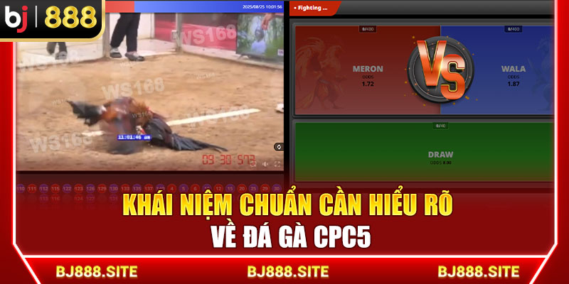 Khái niệm chuẩn cần hiểu rõ về đá gà CPC5