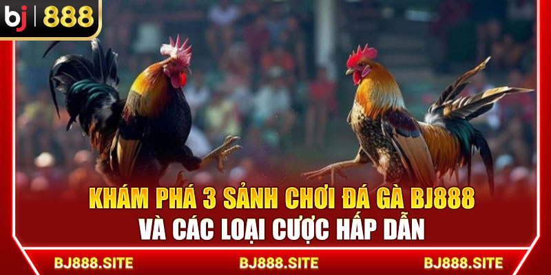 Khám Phá 3 Sảnh Chơi Đá Gà BJ888 Và Các Loại Cược Hấp Dẫn