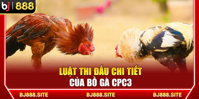 Luật thi đấu chi tiết của bồ gà CPC3