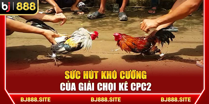 Sức hút khó cưỡng của giải chọi kê CPC2