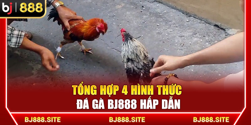 Tổng hợp 4 hình thức đá gà BJ888 hấp dẫn