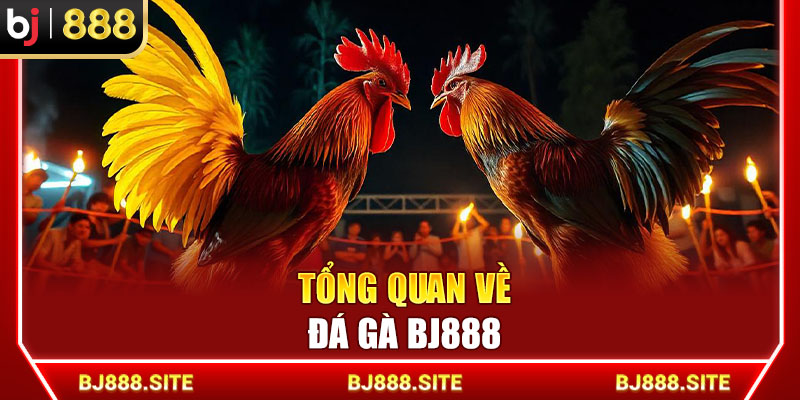 Tổng quan về đá gà BJ888