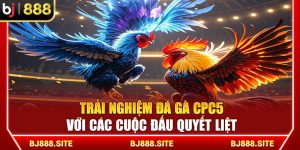 Trải Nghiệm Đá Gà CPC5 Với Các Cuộc Đấu Quyết Liệt Cùng BJ888