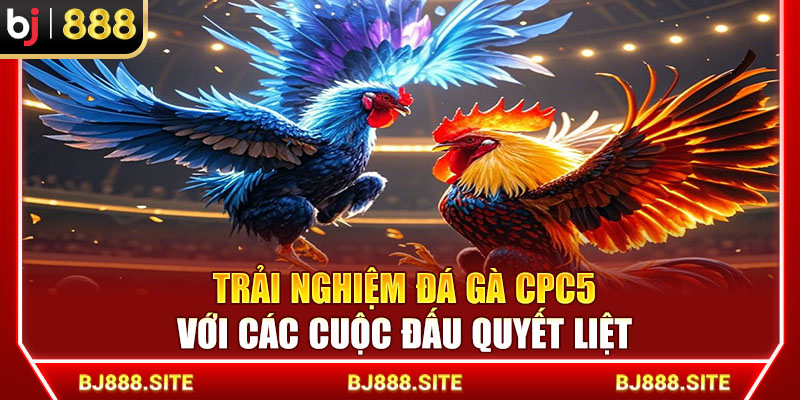 Trải Nghiệm Đá Gà CPC5 Với Các Cuộc Đấu Quyết Liệt Cùng BJ888