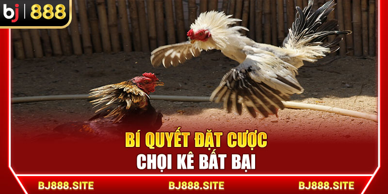 Bí quyết đặt cược chọi kê bất bại