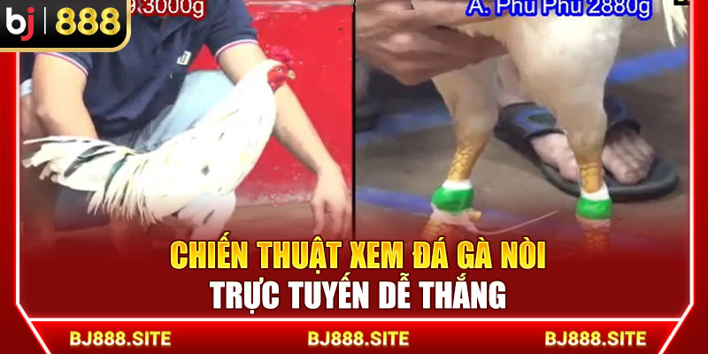 Chiến thuật xem đá gà nòi trực tuyến dễ thắng