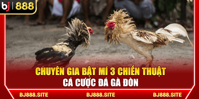 Chuyên gia bật mí 3 chiến thuật cá cược đá gà đòn