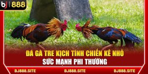 Đá Gà Tre BJ888 Kịch Tính Chiến Kê Nhỏ Sức Mạnh Phi Thường