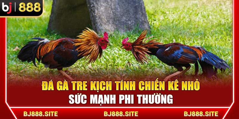 Đá Gà Tre BJ888 Kịch Tính Chiến Kê Nhỏ Sức Mạnh Phi Thường