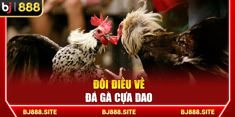 Đôi điều về đá gà cựa dao