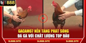Gacam67 Nền Tảng Phát Sóng Đá Gà Với Chất Lượng Top Đầu