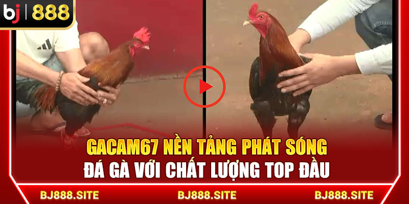 Gacam67 Nền Tảng Phát Sóng Đá Gà Với Chất Lượng Top Đầu