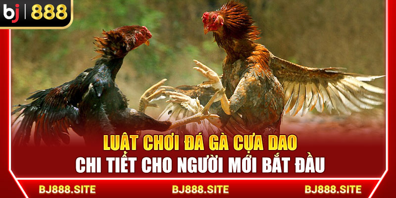 Luật Chơi Đá Gà Cựa Dao BJ888 Chi Tiết Cho Người Mới Bắt Đầu
