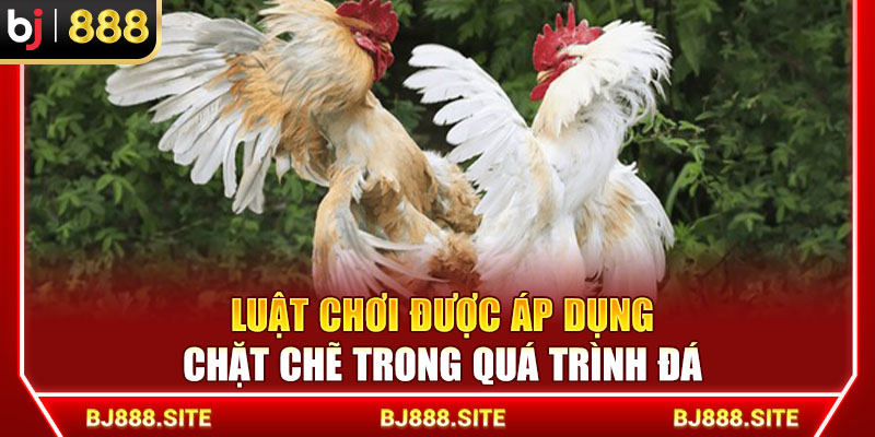 Luật chơi được áp dụng chặt chẽ trong quá trình đá