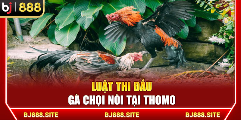 Luật thi đấu gà chọi nòi tại Thomo