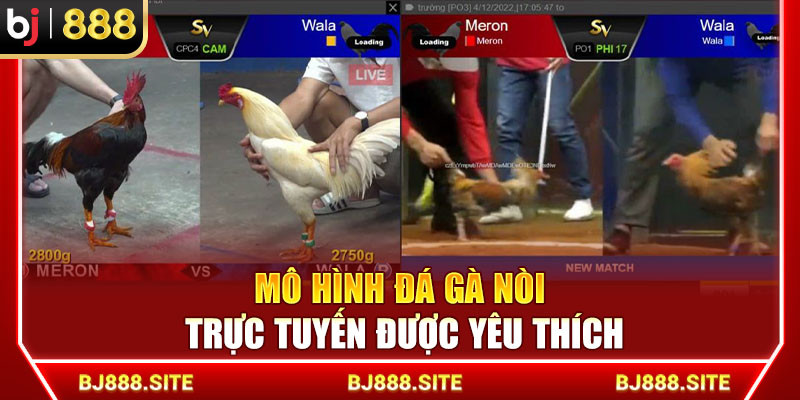 Mô hình đá gà nòi trực tuyến được yêu thích