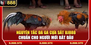 Nguyên Tắc Đá Gà Cựa Sắt BJ888 Chuẩn Cho Người Mới Bắt Đầu