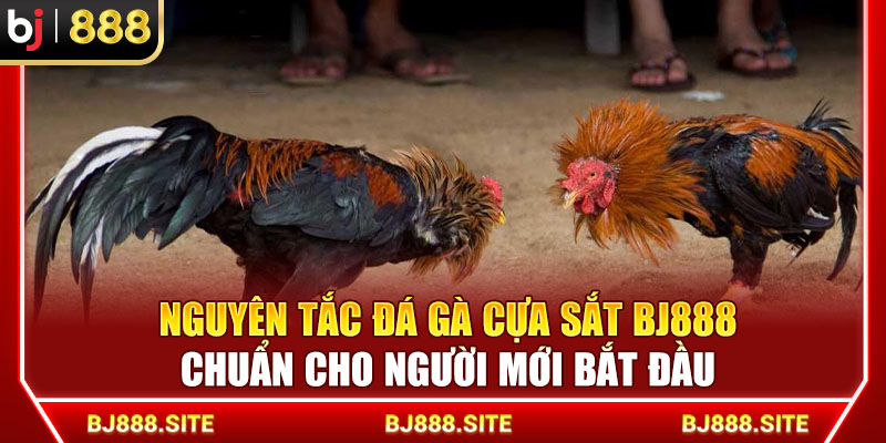 Nguyên Tắc Đá Gà Cựa Sắt BJ888 Chuẩn Cho Người Mới Bắt Đầu