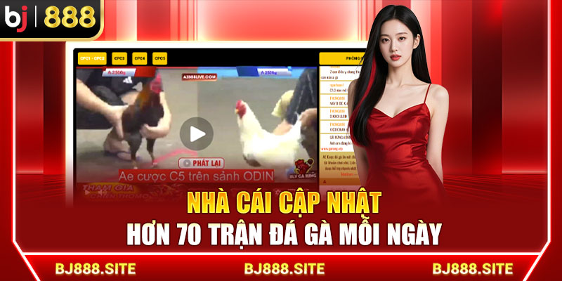 Cập nhật hơn 70 trận đá gà mỗi ngày