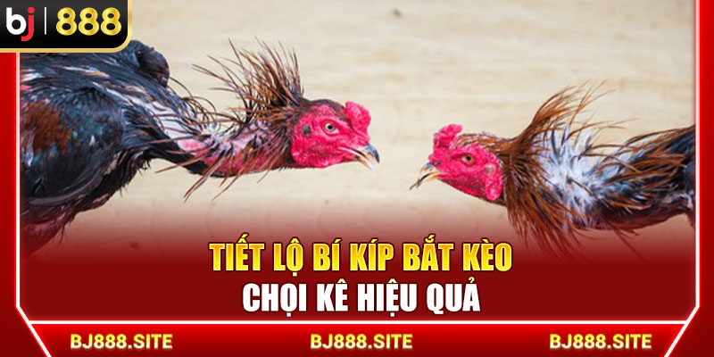 Tiết lộ bí kíp bắt kèo chọi kê hiệu quả