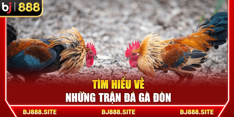Tìm hiểu về những trận đá gà đòn